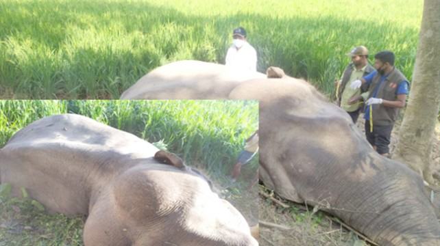 বাঁশখালীতে বন্যহাতির মৃত্যু, ময়নাতদন্ত শেষে মাটি চাপা