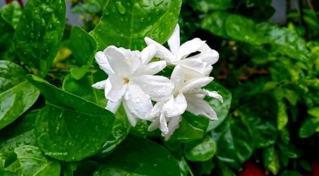 ঝিরিঝিরি বৃষ্টিতে শীতের আভাস...