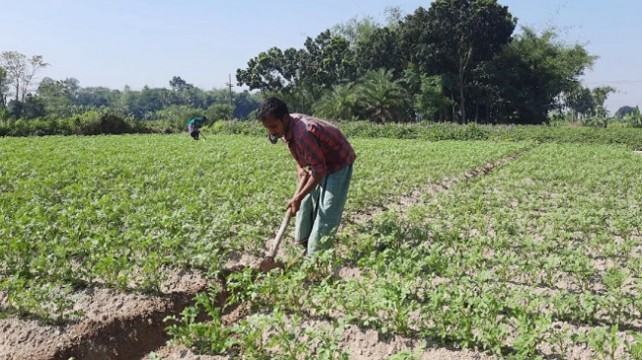 লাভ বেশি হওয়ায় আগাম আলু চাষে ঝুঁকছেন নওগাঁর কৃষকরা