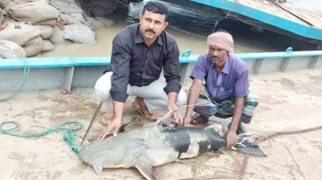 দৌলতদিয়ায় এক বাঘাইড় ৫৮ হাজার টাকায় বিক্রি