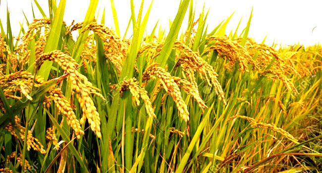 ধানের ন্যায্যমূল্য নিশ্চিত করতে কাজ করছে সরকার : খাদ্যমন্ত্রী