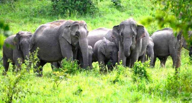 নালিতাবাড়ী বন্য হাতির তাণ্ডবে আমন ধান সাবাড়