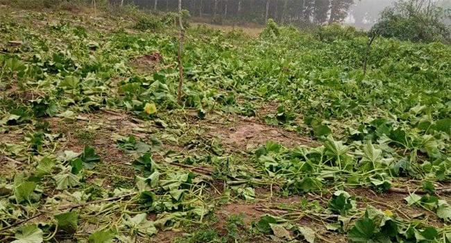 হালুয়াঘাটে ভারতীয় বন্য হাতির পায়ে পিষ্ট কৃষকের স্বপ্ন
