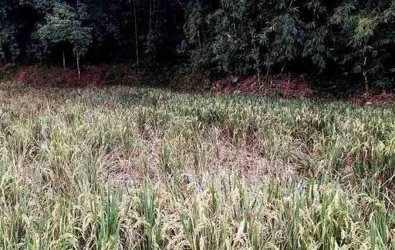 বন্যশূকরের উপদ্রবে দিশেহারা কৃষক