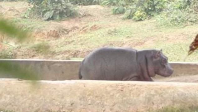 বঙ্গবন্ধু সাফারি পার্কে বাচ্চা হয়েছে জলহস্তীর