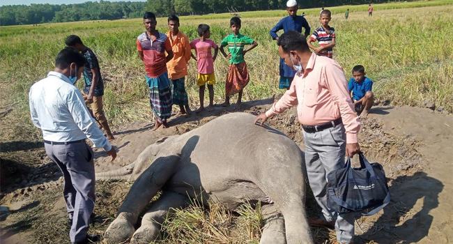শেরপুরে আবারো পাওয়া গেল মৃত বন্যহাতি