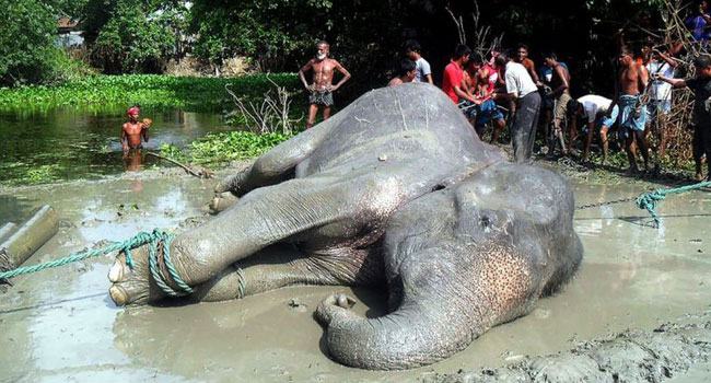 দু সপ্তাহে ৭টি হাতির মৃত্যু, বিলুপ্তির আশঙ্কা