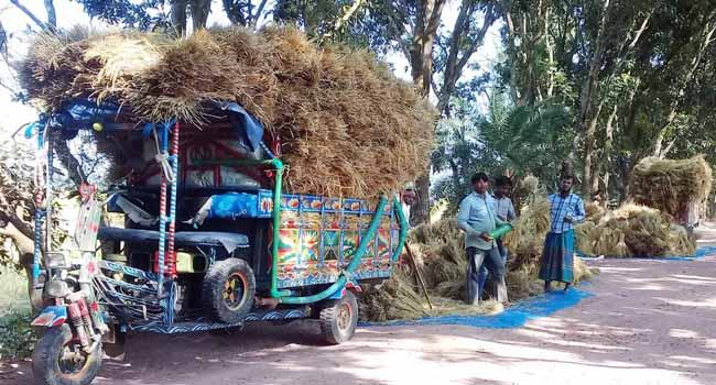 আমন ধান ঘরে তুলতে ব্যস্ত কৃষকরা