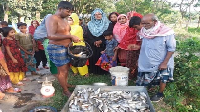 কালকিনিতে পরাজিত ইউপি সদস্য প্রার্থীর ঘেরের মাছ নিধন