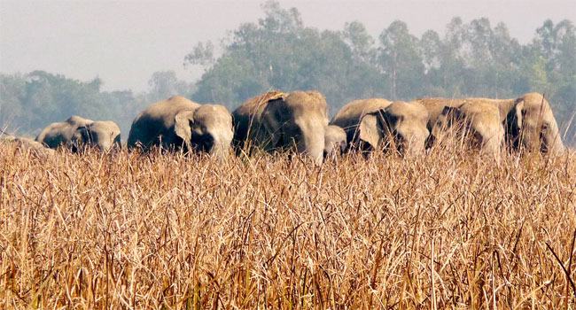 বন্যহাতি ফসলের ক্ষতি করায় থানায় জিডি