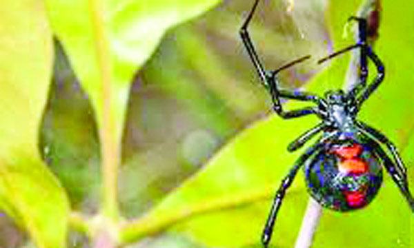 ব্ল্যাক উইডো