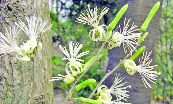 আঁকুরা