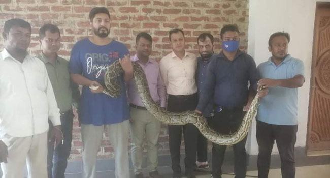 বান্দরবান কুমির প্রজনন কেন্দ্রে ১৪ ফুট লম্বা অজগর