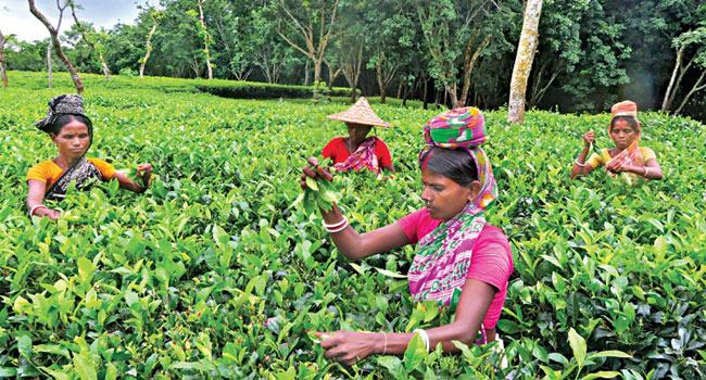 ১০ মাসেই চা উৎপাদনের লক্ষ্যমাত্রা ছাড়ালো বাংলাদেশ