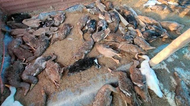 শত্রুতার বিষে মরল শখের হাঁস