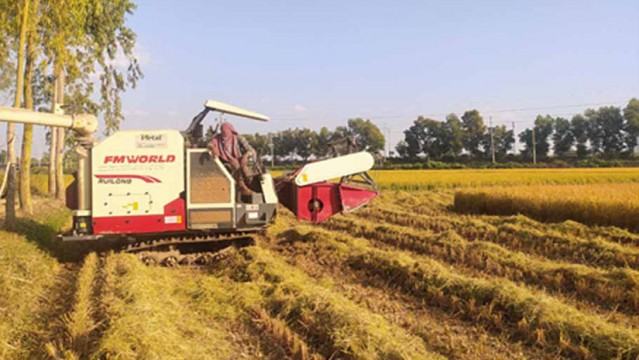 শায়েস্তাগঞ্জে মাঠ ভরা সোনালী ধানে কৃষকের মুখে হাসি