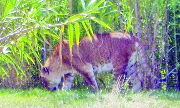 টায়ন