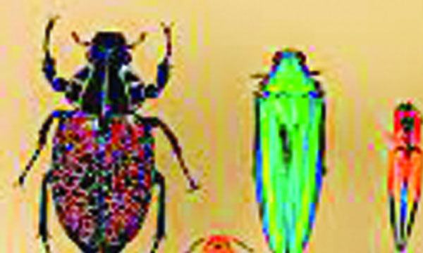 পোকামাকড় কেন রঙবেরঙের হয়