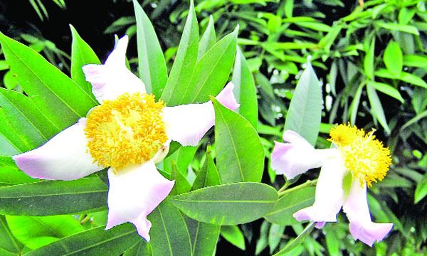 নাগফণা নাগেশ্বর