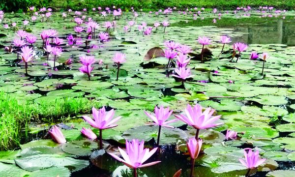 বালিয়াকান্দিতে পাউবোর পুকুরে রঙিন শাপলা