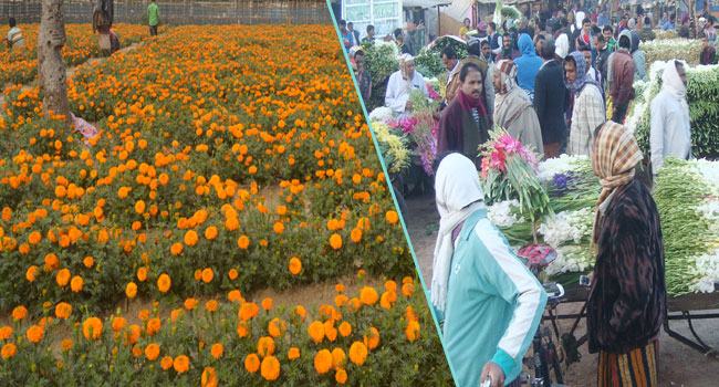 রঙিন ফুলের সাম্রাজ্য গদখালি, ঘুরে দাঁড়ানোর মুখে শঙ্কা ওমিক্রন