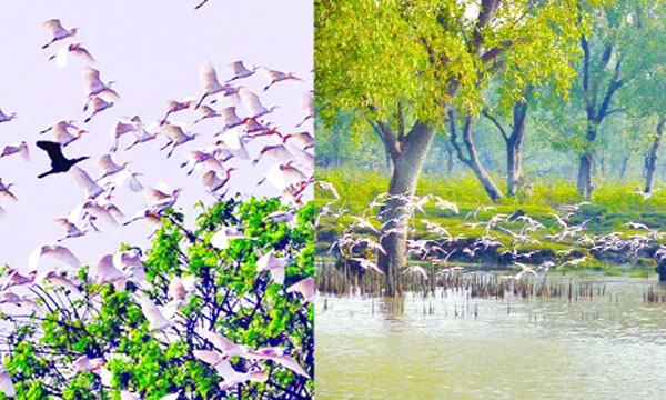 অতিথি পাখির কলরবে মুখর মহামায়া