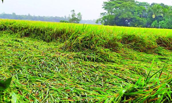 টানা বর্ষণে মিরসরাইয়ে ধান ও সবজির ক্ষতির শঙ্কা