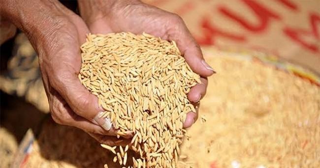 চৌগাছায় বোরোর বীজের দাম ৪ গুণ, বিপাকে কৃষক