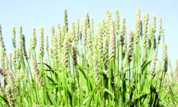ইসবগুলের ভুসি কী থেকে পাওয়া যায়