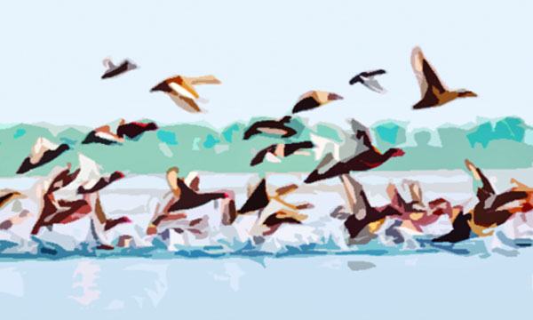 আমিও এক অতিথি পাখি