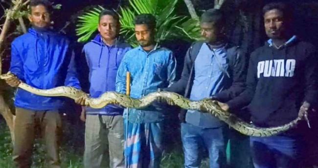 ধান ক্ষেতে মিলল ১২ ফুট লম্বা অজগর!