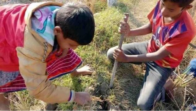 ইঁদুরের গর্তের ধান সংগ্রহে মেতেছে শিশুরা