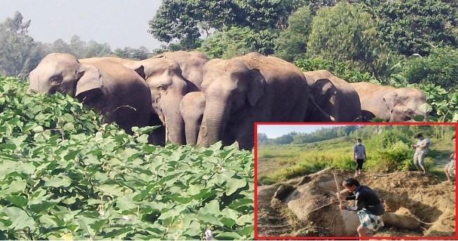চট্টগ্রামে বন্যহাতি হত্যার দায়ে বাবা-ছেলে কারাগারে