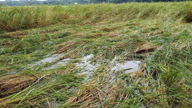 কৃষকের ফসল পানির নিচে
