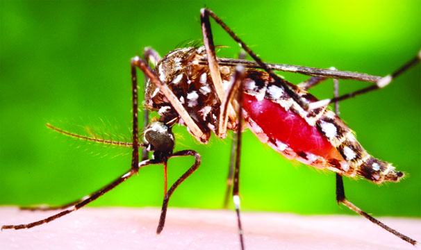 আরো ১৪ ডেঙ্গু রোগী হাসপাতালে ভর্তি