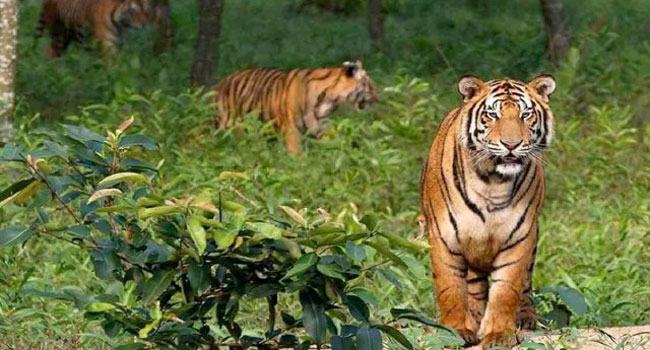 সারা বিশ্বে জলবিদ্যুৎ প্রকল্পগুলোর সাথে লড়তে পারছে না বনের রাজা বাঘ
