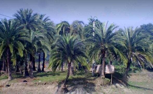 গাছির অভাবে অযত্নে পড়ে আছে শত শত খেজুর গাছ