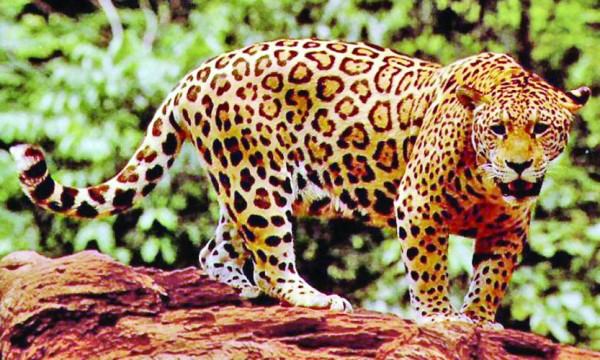 জাগুয়ার