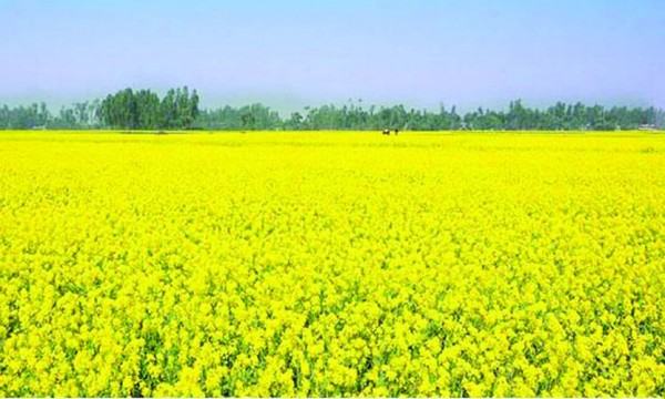 হলুদে ছেয়ে বিল ডাকাতিয়া, সরিষায় ঝুঁকছে চাষিরা