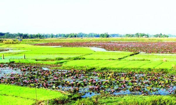 লাল শাপলা বিনাশ করে ধান রোপণ