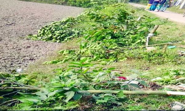 সোনারগাঁওয়ে গাছের সাথে শত্রুতা