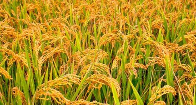 দেশে প্রথম ধানের জীবনরহস্য উন্মোচন