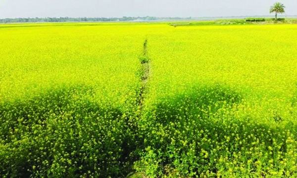 শিবচরে হলুদে দোল খাচ্ছে কৃষকের রঙিন স্বপ্ন