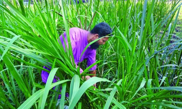 ঘাস বিক্রি করে চলছে জসীমের সংসার
