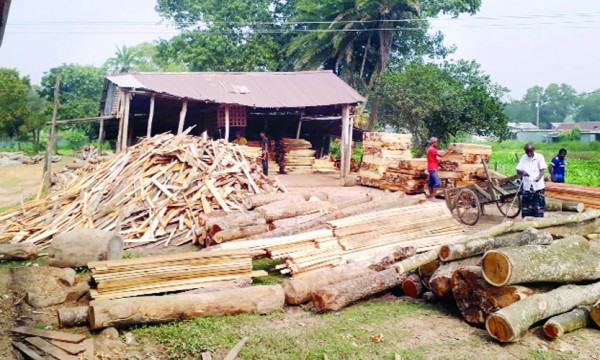 ভালুকায় উজাড় হচ্ছে জাতীয় উদ্যানের গাছ