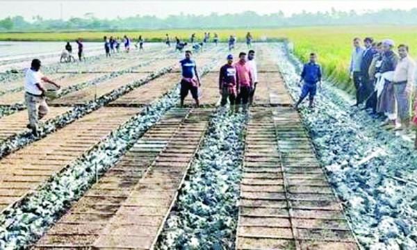 পাইকগাছায় সমলয় পদ্ধতিতে বোরো আবাদ