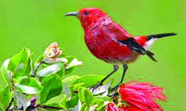 অ্যাপাপেন