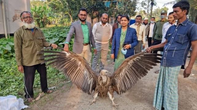 নোয়াখালীতে দুর্লভ প্রজাতির শকুন অবমুক্ত