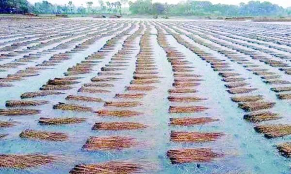 চৌগাছায় খড় বিচালির সঙ্কটে দুর্ভোগে খামারিরা