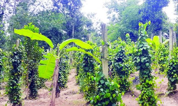বনকাটা ছেড়ে গোলমরিচ চাষে পাহাড়ের বাসিন্দারা